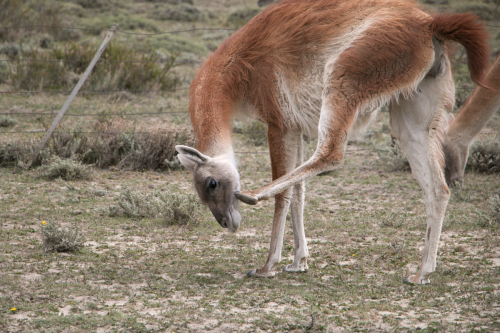 Torres del Paine, Chile