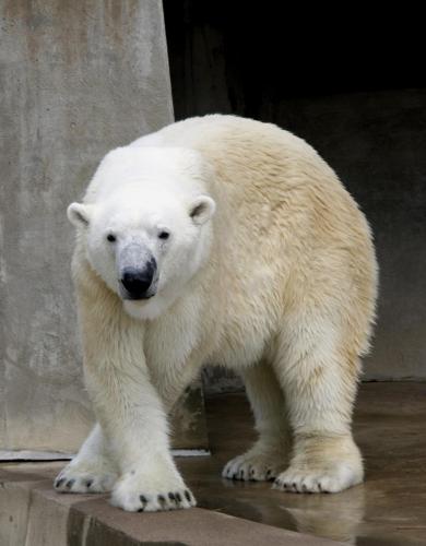 polarBear3