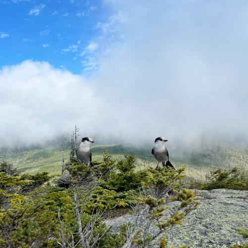 703E683A-066C-40E2-B289-EFD2AB4EF747