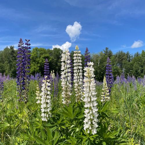 954E30E7-0716-4C31-BC41-EBCA6BFF781E